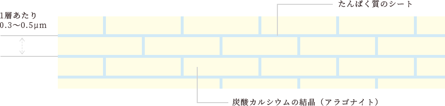 真珠層の断面模式図